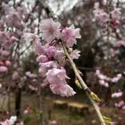 ヒメ日記 2025/03/31 22:37 投稿 ヤヨイ Club 妻