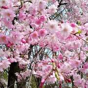 ヒメ日記 2025/04/08 23:10 投稿 ヤヨイ Club 妻