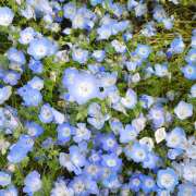 ヒメ日記 2025/05/04 21:35 投稿 ヤヨイ Club 妻