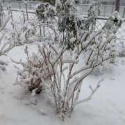 ヒメ日記 2026/02/08 17:50 投稿 ヤヨイ Club 妻