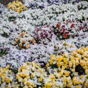 ヒメ日記 2026/03/10 08:50 投稿 ヤヨイ Club 妻