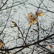 ヒメ日記 2026/03/20 16:27 投稿 ヤヨイ Club 妻