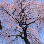 ヒメ日記 2026/03/21 23:07 投稿 ヤヨイ Club 妻