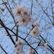 ヒメ日記 2026/03/24 09:00 投稿 ヤヨイ Club 妻