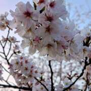 ヒメ日記 2026/03/29 21:40 投稿 ヤヨイ Club 妻