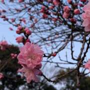 ヒメ日記 2026/03/30 23:38 投稿 ヤヨイ Club 妻