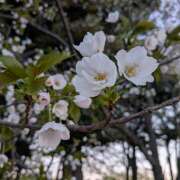 ヒメ日記 2026/04/10 23:15 投稿 ヤヨイ Club 妻