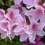 ヒメ日記 2026/04/20 08:49 投稿 ヤヨイ Club 妻