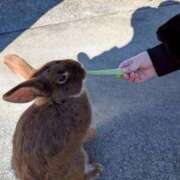 ヒメ日記 2026/04/05 02:20 投稿 あすか 即トク奥さん