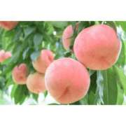 ヒメ日記 2025/06/04 08:50 投稿 ふみ 谷町人妻ゴールデン倶楽部