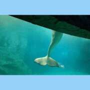 ふみ 出勤 谷町人妻ゴールデン倶楽部