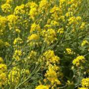 ヒメ日記 2025/04/23 13:54 投稿 一香(いちか) グランドオペラ横浜