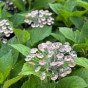 一香(いちか) 出勤予定🩷 グランドオペラ横浜