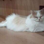 ヒメ日記 2025/04/07 18:03 投稿 まりも☆笑顔が素敵な素人♪ 五十路有閑マダム～沖縄店～