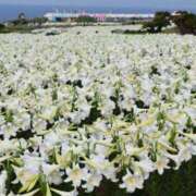 ヒメ日記 2025/06/20 14:06 投稿 まりも☆笑顔が素敵な素人♪ 五十路有閑マダム～沖縄店～