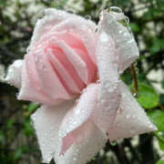 ヒメ日記 2025/05/22 09:05 投稿 えみこ 阪神人妻花壇