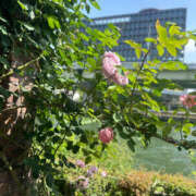 ヒメ日記 2025/05/23 15:45 投稿 えみこ 阪神人妻花壇