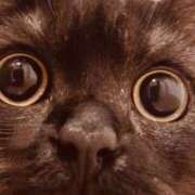 ヒメ日記 2025/09/10 06:31 投稿 えみこ 阪神人妻花壇