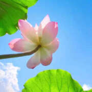 ヒメ日記 2025/08/06 12:33 投稿 えみこ 京都人妻花壇