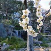 ヒメ日記 2025/03/10 17:01 投稿 えみこ 神戸人妻花壇