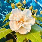 ヒメ日記 2025/10/10 14:07 投稿 えみこ 大阪人妻援護会