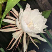 ヒメ日記 2025/07/21 20:12 投稿 えみこ 和歌山人妻援護会