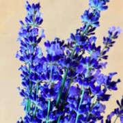 ヒメ日記 2025/08/15 16:11 投稿 えみこ 和歌山人妻援護会