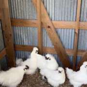 ヒメ日記 2025/04/09 07:31 投稿 えみこ 尼崎人妻援護会