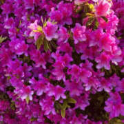 ヒメ日記 2025/05/08 15:16 投稿 えみこ 尼崎人妻援護会