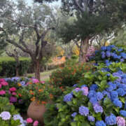 ヒメ日記 2025/06/21 09:11 投稿 えみこ 東大阪人妻援護会