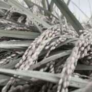 ヒメ日記 2025/10/18 10:09 投稿 えみこ 東大阪人妻援護会