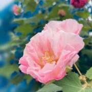 ヒメ日記 2025/10/31 17:40 投稿 えみこ 東大阪人妻援護会