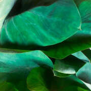 ヒメ日記 2025/01/31 17:43 投稿 前川恵美子 大阪人妻花壇