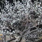 ことね ラブレター💕 PHANTOM(ファントム)