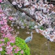 ヒメ日記 2025/04/11 23:52 投稿 みやび プレジデントオアシス