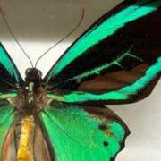 ヒメ日記 2025/03/21 18:16 投稿 みつき マリン千姫