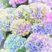 ヒメ日記 2025/05/04 02:11 投稿 あやな Welcome Cafe(ウェルカムカフェ) 八王子本店