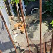 ヒメ日記 2025/10/30 16:44 投稿 あやな Welcome Cafe(ウェルカムカフェ) 八王子本店