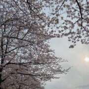 ヒメ日記 2026/03/31 17:28 投稿 響(ひびき) デザインヴィオラ東京