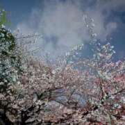 ヒメ日記 2026/04/01 03:28 投稿 響(ひびき) デザインヴィオラ東京