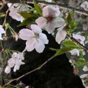 えむ おはようございます！ バイオレンス