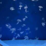 ヒメ日記 2025/07/27 16:53 投稿 なお 川越ぷよステーション