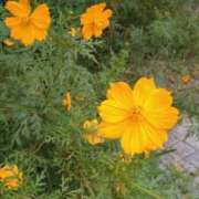 ヒメ日記 2025/11/24 10:04 投稿 司 熟女の風俗最終章 横浜本店