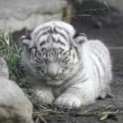 司 お休みします… 熟女の風俗最終章 横浜本店