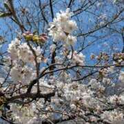 司 近所の桜🌸 熟女の風俗最終章 横浜本店