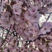 さくの うお〜！！！！桜ｧ！！ ビデオdeはんど すすきの校