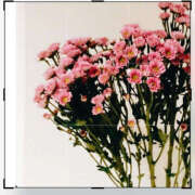 ヒメ日記 2025/11/16 18:53 投稿 山下小百合 Matriarch(マトリアルカ)