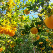 ヒメ日記 2025/12/08 13:48 投稿 山下小百合 Matriarch(マトリアルカ)