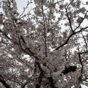 ヒメ日記 2026/04/05 20:00 投稿 かりん ハイ・チュッ