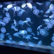 ヒメ日記 2026/05/26 12:29 投稿 めい ソープランド AQUA（アクア）